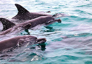 Qeshm, La Terre des merveilles